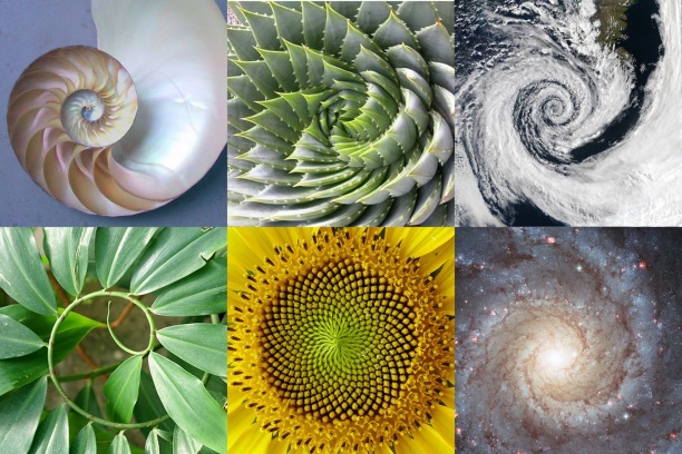 Exponential-Evolution-DNA-Activation-and-The-Golden-Ratio-in-nature